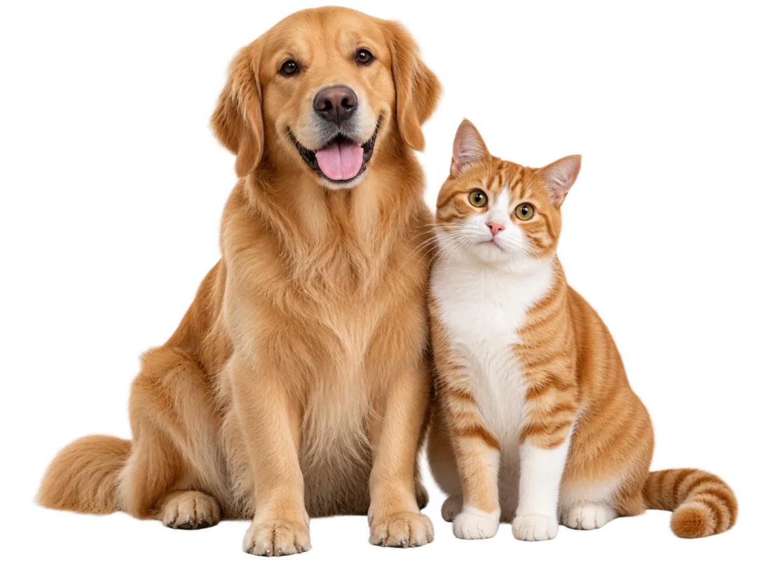 Um golden retriever e um gato laranja e branco sentados lado a lado