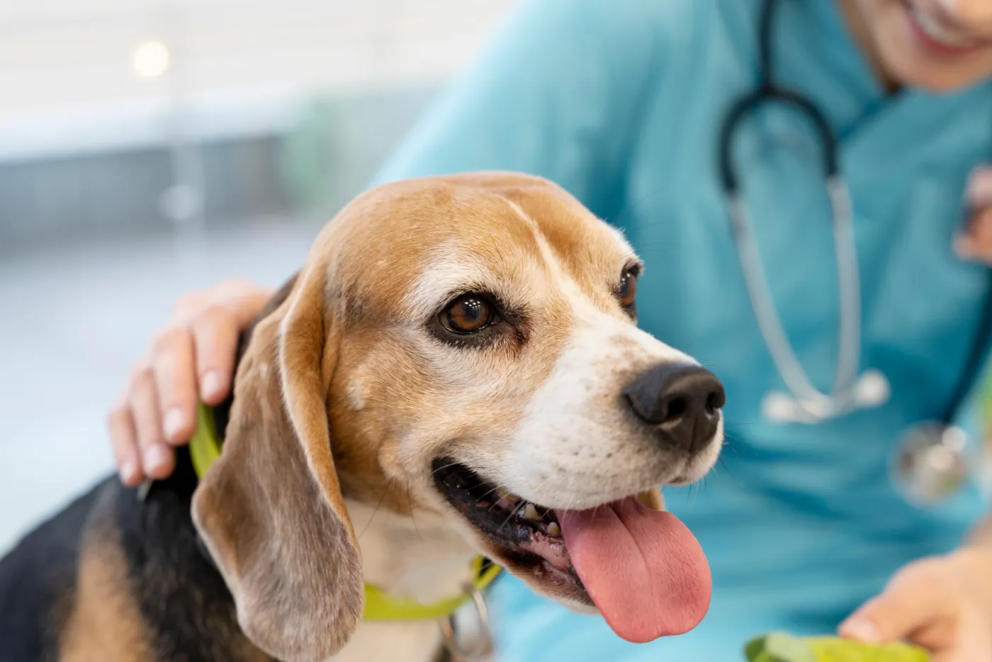 Cão da raça beagle recebendo carinho durante uma avaliação veterinária