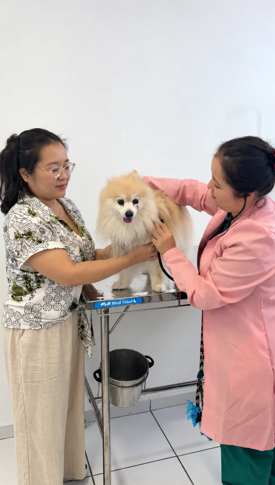 Atendimento a um lulu-da-pomerânia na mesa de exame
